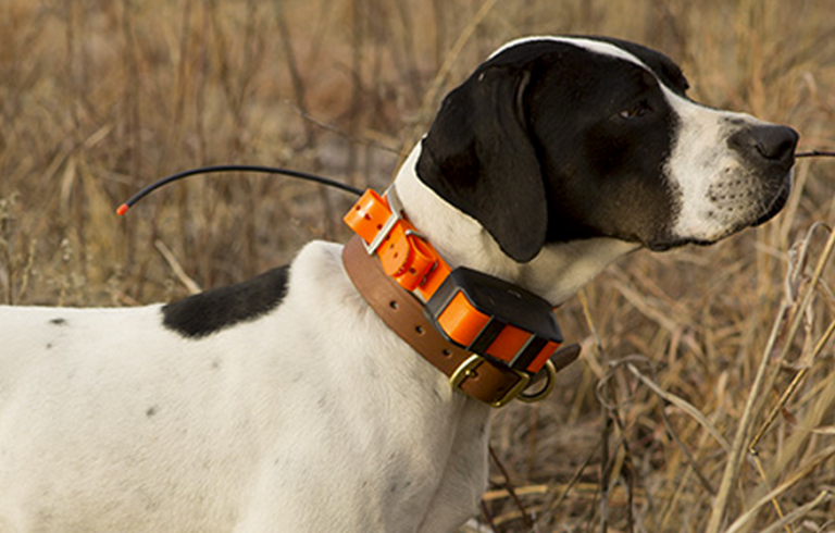 Выпущен ошейник для собак Garmin Astro DC 50 с функцией обнаружения лая и более надежным GPS, увеличенным временем автономной работы